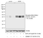 Phospho-ERK1/ERK2 (Thr185, Tyr187) Antibody in Western Blot (WB)