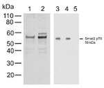 Phospho-SMAD2 (Thr8) Antibody