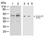 Phospho-SMAD2 (Thr8) Antibody in Western Blot (WB)