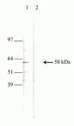 T-bet Antibody in Western Blot (WB)