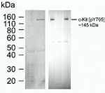 Phospho-c-Kit (Tyr703) Antibody in Western Blot (WB)