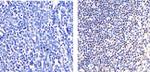 IRF2 Antibody in Immunohistochemistry (Paraffin) (IHC (P))