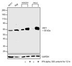 IRF7 Antibody