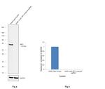 IRF7 Antibody in Western Blot (WB)