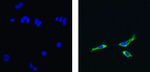 NIK Antibody in Immunocytochemistry (ICC/IF)