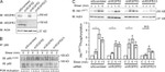 Phospho-AKT1 (Ser473) Antibody in Western Blot (WB)