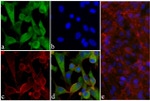 Phospho-AKT1 (Ser473) Antibody in Immunocytochemistry (ICC/IF)