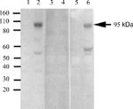 Phospho-IR/IGF1R (Tyr1162, Tyr1163) Antibody in Western Blot (WB)
