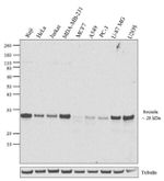 Securin Antibody in Western Blot (WB)