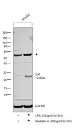 IL-6 Antibody in Western Blot (WB)