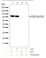 Phospho-STAT3 (Tyr705) Antibody in Western Blot (WB)