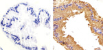 Phospho-GSK3B (Ser9) Antibody in Immunohistochemistry (Paraffin) (IHC (P))