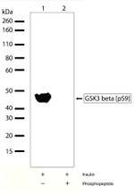 Phospho-GSK3B (Ser9) Antibody in Western Blot (WB)