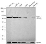 DISC1 Antibody in Western Blot (WB)