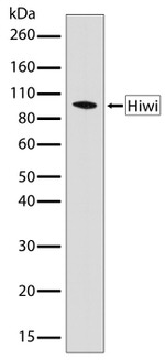 PIWIL1 Antibody in Western Blot (WB)