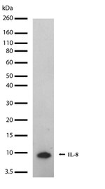 IL-8 (CXCL8) Antibody in Western Blot (WB)