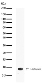 IL-8 (CXCL8) Antibody in Western Blot (WB)