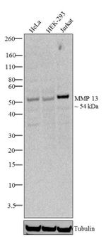 MMP13 Antibody in Western Blot (WB)