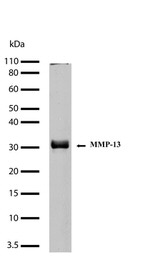 MMP13 Antibody in Western Blot (WB)