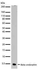 Beta Endorphin Antibody in Western Blot (WB)