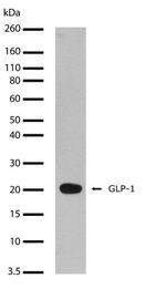 GLP-1 Antibody in Western Blot (WB)