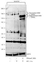 CD56 Antibody in Western Blot (WB)