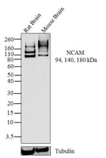 CD56 Antibody in Western Blot (WB)