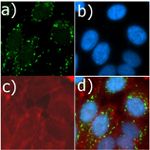 mTOR Antibody in Immunocytochemistry (ICC/IF)