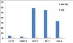 Histone H3 Antibody in ChIP Assay (ChIP)