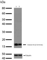 Histone H3 Antibody in Western Blot (WB)