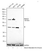 SMAD4 Antibody in Western Blot (WB)