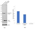 ATG12 Antibody