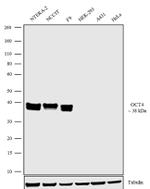 OCT4 Antibody in Western Blot (WB)