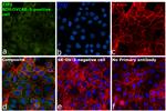 ZO-3 Antibody in Immunocytochemistry (ICC/IF)