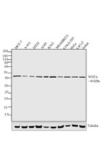 WNT4 Antibody in Western Blot (WB)