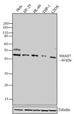 SMAD7 Antibody in Western Blot (WB)