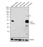 OTX2 Recombinant Monoclonal Antibody (14H14L5) (701948)