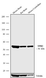 TPH2 Antibody in Western Blot (WB)
