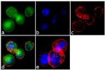 CXCR3 Antibody in Immunocytochemistry (ICC/IF)