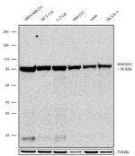 SMURF2 Antibody in Western Blot (WB)