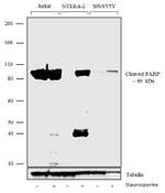 PARP1 Antibody in Western Blot (WB)