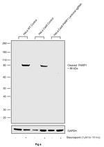 PARP1 Antibody