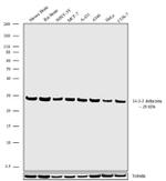 14-3-3 zeta Antibody in Western Blot (WB)