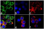 CTLA-4 Antibody in Immunocytochemistry (ICC/IF)