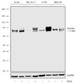 HRI Antibody in Western Blot (WB)