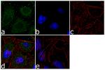 ALDH1L1 Antibody in Immunocytochemistry (ICC/IF)