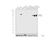 ALDH1L1 Antibody in Western Blot (WB)