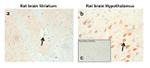 DRD1 Antibody in Immunohistochemistry (IHC)