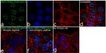 Phospho-PAK4/6/7 (Ser474) Antibody in Immunocytochemistry (ICC/IF)