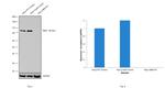 NBS1 Antibody in Western Blot (WB)